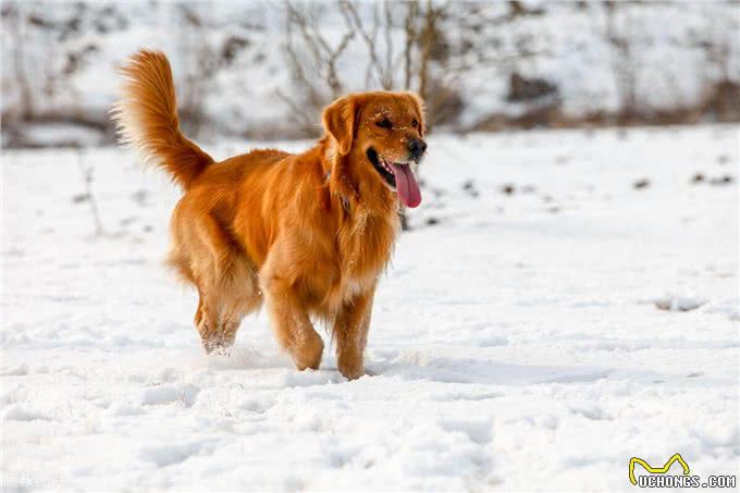 学会这3招,快速鉴别纯种金毛
