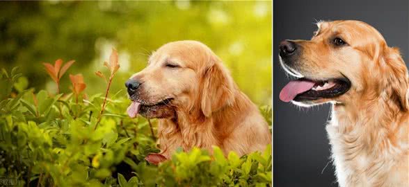 学会这3招,快速鉴别纯种金毛