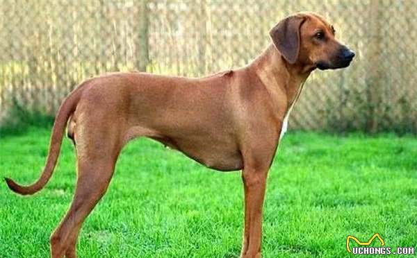 罗得西亚脊背犬攻击力量很强,训练良好的习惯非常重要