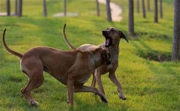 罗得西亚脊背犬攻击力量很强,训练良好的习惯非常重要