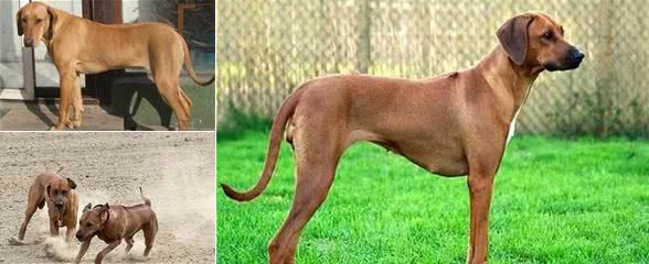 罗得西亚脊背犬攻击力量很强,训练良好的习惯非常重要