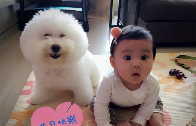 还记得守护着咘咘的比熊犬miumiu吗?轻松学会如何喂养比熊