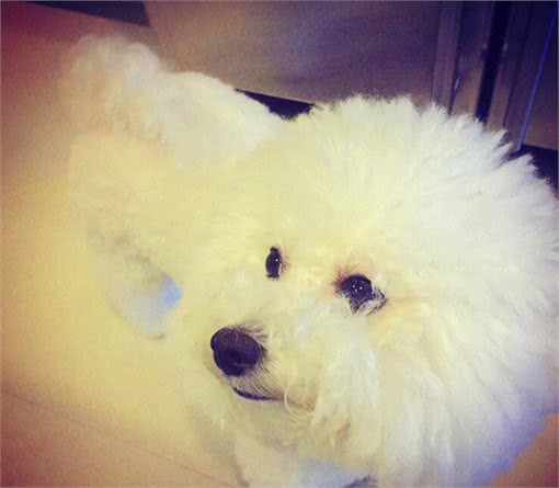 还记得守护着咘咘的比熊犬miumiu吗?轻松学会如何喂养比熊