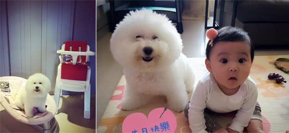 还记得守护着咘咘的比熊犬miumiu吗?轻松学会如何喂养比熊