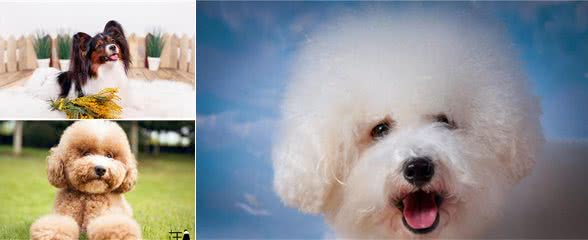 这4种狗狗不容易掉毛,适合爱干净的人养,你们有养过吗?