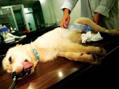 狗中暑,7个处理措施,其中一个会致命,你知道吗?