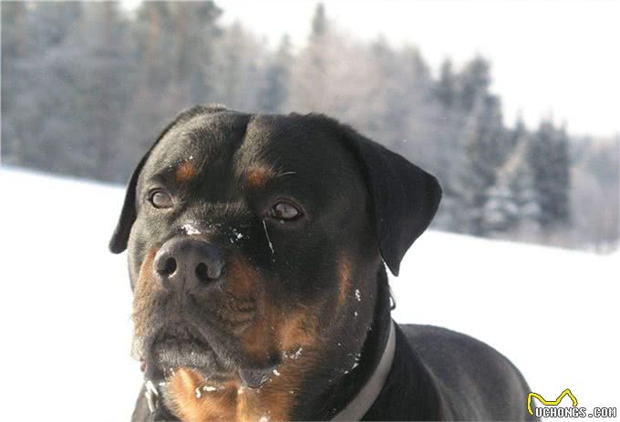 罗威纳犬的详细资料记录:该如何挑选一只完美的罗威纳幼犬呢?