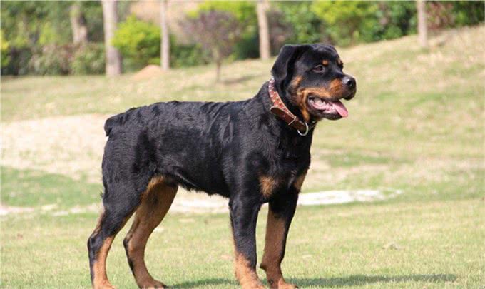 罗威纳犬的详细资料记录:该如何挑选一只完美的罗威纳幼犬呢?