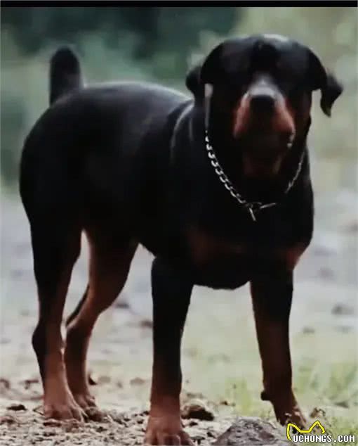 如何在家里训练自己的爱犬