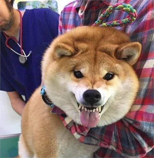 狗狗最怕的六件事,好几件和人类惊人的相似,你知道是哪些吗?