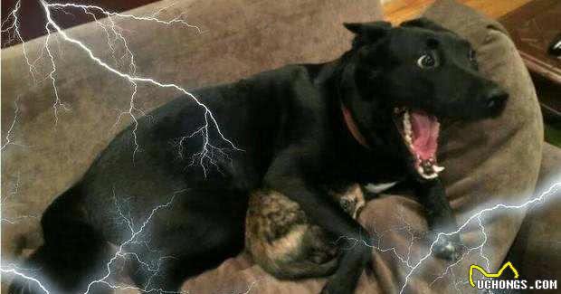 狗狗最怕的六件事,好几件和人类惊人的相似,你知道是哪些吗?