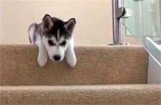 狗狗最怕的六件事,好几件和人类惊人的相似,你知道是哪些吗?