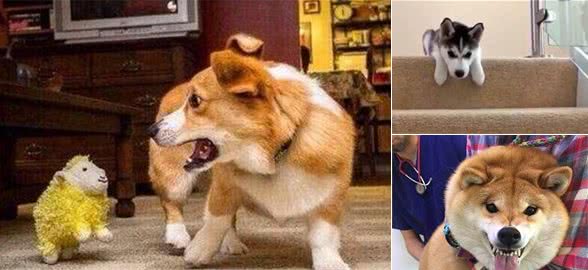 狗狗最怕的六件事,好几件和人类惊人的相似,你知道是哪些吗?