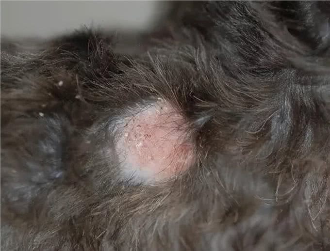 狗狗肥胖的6大隐患，赶紧给狗狗减肥吧