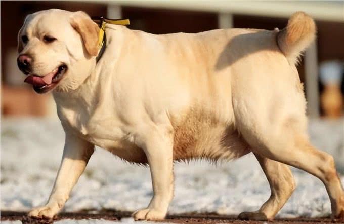 狗狗肥胖的6大隐患,赶紧给狗狗减肥吧