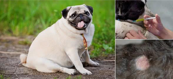 狗狗肥胖的6大隐患,赶紧给狗狗减肥吧