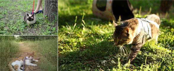 不用羡慕养狗可以溜,猫咪也可以出门溜,溜猫的不完全指南