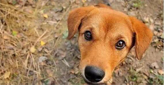 什么狗性格最温顺?十大最温柔的狗排名!你的爱犬排第几?