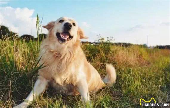 什么狗性格最温顺?十大最温柔的狗排名!你的爱犬排第几?
