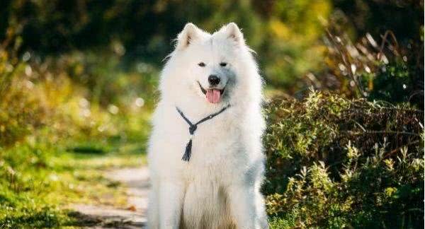 什么狗性格最温顺?十大最温柔的狗排名!你的爱犬排第几?
