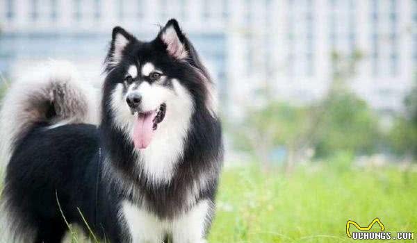 什么狗性格最温顺?十大最温柔的狗排名!你的爱犬排第几?