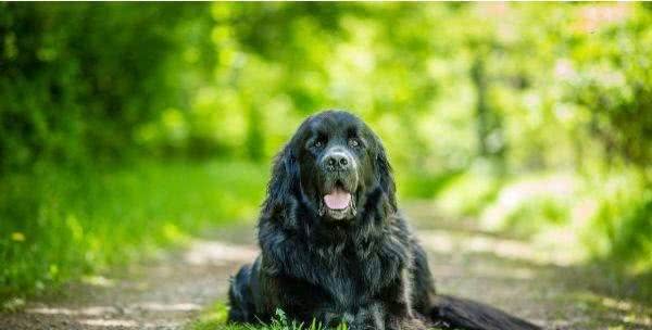 什么狗性格最温顺?十大最温柔的狗排名!你的爱犬排第几?