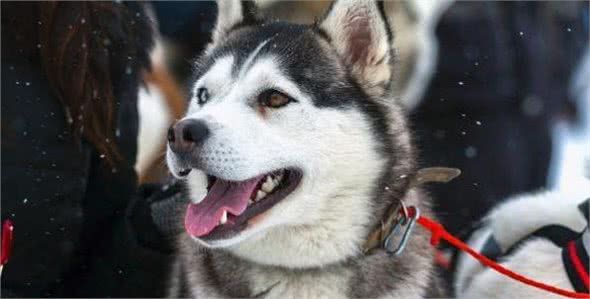 什么狗性格最温顺?十大最温柔的狗排名!你的爱犬排第几?