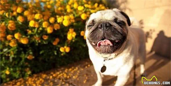 什么狗性格最温顺?十大最温柔的狗排名!你的爱犬排第几?
