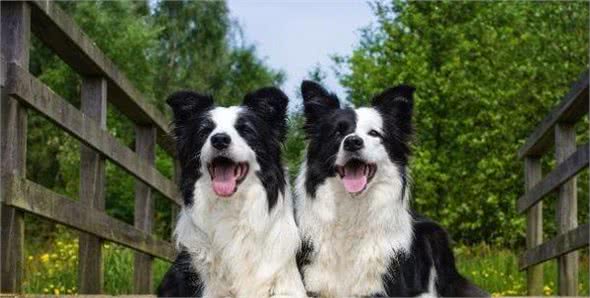 什么狗性格最温顺?十大最温柔的狗排名!你的爱犬排第几?