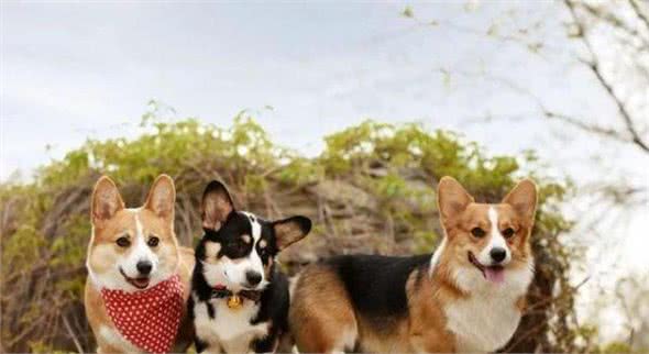 什么狗性格最温顺?十大最温柔的狗排名!你的爱犬排第几?