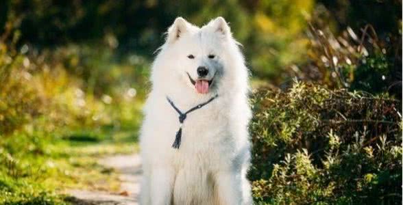 什么狗性格最温顺?十大最温柔的狗排名!你的爱犬排第几?
