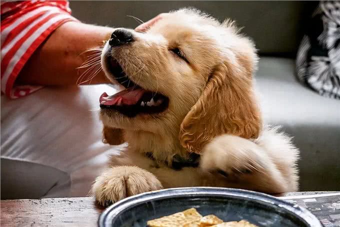 真没想到这是遗弃狗狗的8大理由，希望你永远都不要说出口