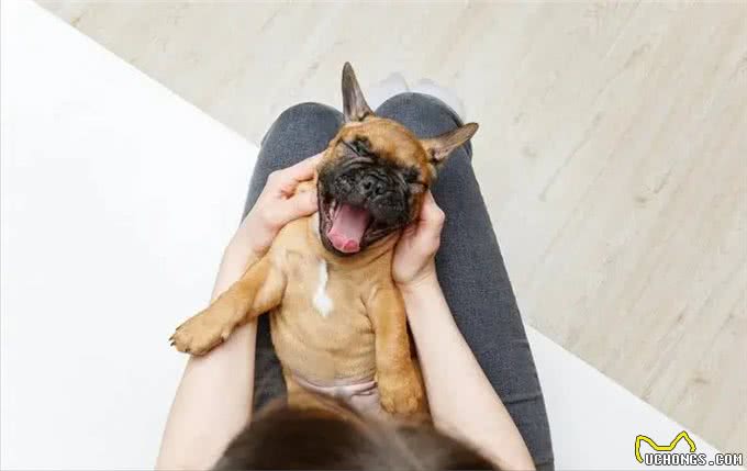 真没想到这是遗弃狗狗的8大理由，希望你永远都不要说出口