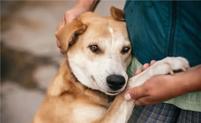 真没想到这是遗弃狗狗的8大理由，希望你永远都不要说出口