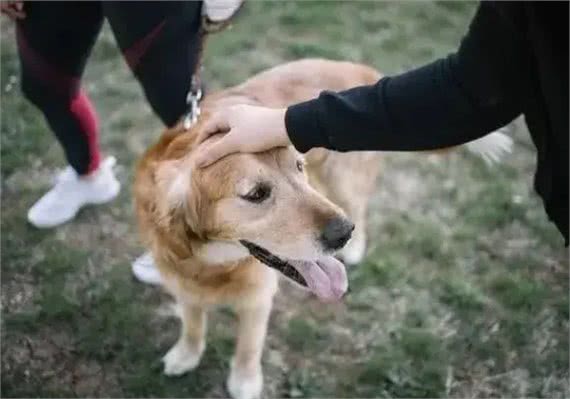 真没想到这是遗弃狗狗的8大理由,希望你永远都不要说出口