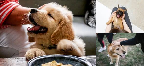 真没想到这是遗弃狗狗的8大理由,希望你永远都不要说出口