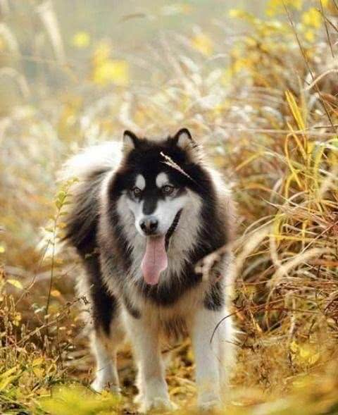 新手养狗指南之阿拉斯加犬—秋季食物调整狗狗科学喂养