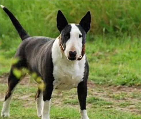 牛头梗怎么训练,有什么方法技巧?