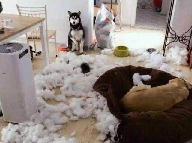 你以为狗狗伤心就会落泪?其实狗狗除了这几种情况,基本不会哭