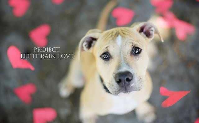 你以为狗狗伤心就会落泪?其实狗狗除了这几种情况,基本不会哭