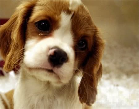 你以为狗狗伤心就会落泪?其实狗狗除了这几种情况,基本不会哭