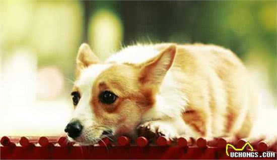 你以为狗狗伤心就会落泪?其实狗狗除了这几种情况,基本不会哭