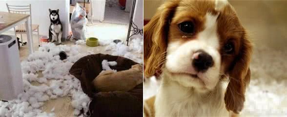 你以为狗狗伤心就会落泪?其实狗狗除了这几种情况,基本不会哭