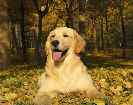 金毛的标志性犬毛如何才能变得光亮飘逸,宠爸宠妈看过来