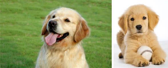 金毛的标志性犬毛如何才能变得光亮飘逸，宠爸宠妈看过来