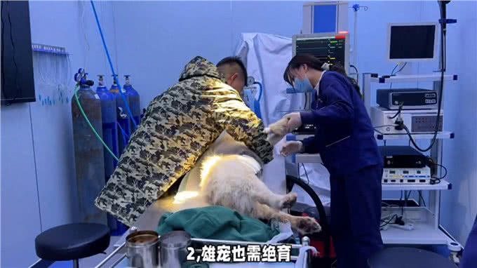 养狗经验分享狗狗绝育的知识你知道多少?