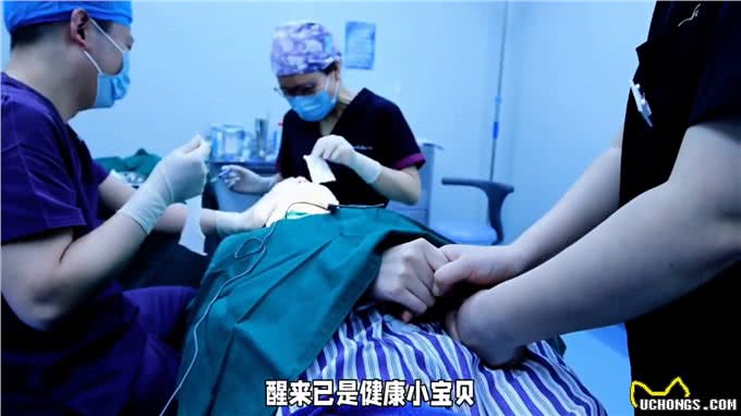 养狗经验分享狗狗绝育的知识你知道多少?