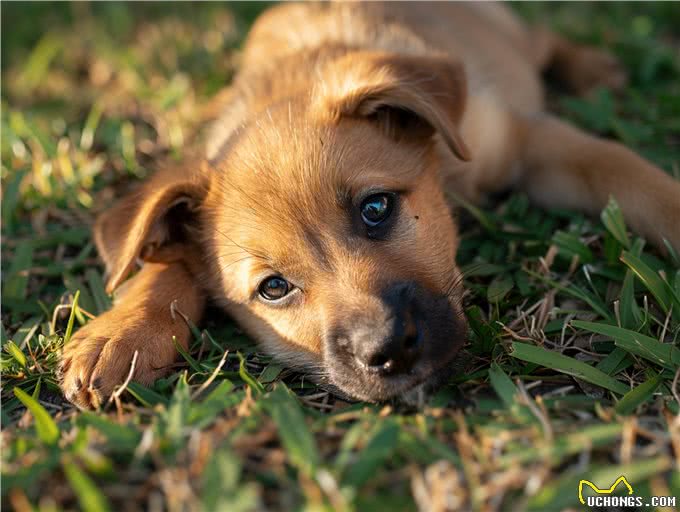 夏季狗狗安全宝典:防中暑必备指南与紧急中暑应对策略