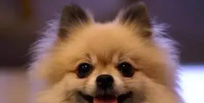 犬种介绍博美犬