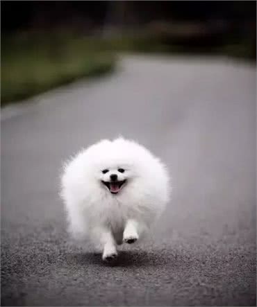 犬种介绍博美犬